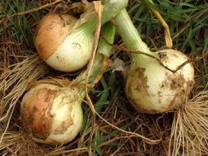 planting onions on the head