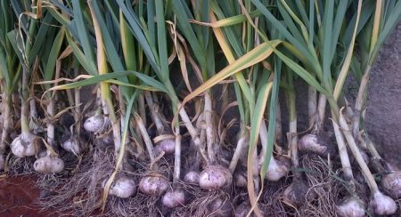 garlic turns yellow what to do