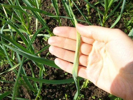 how to help yellowed garlic