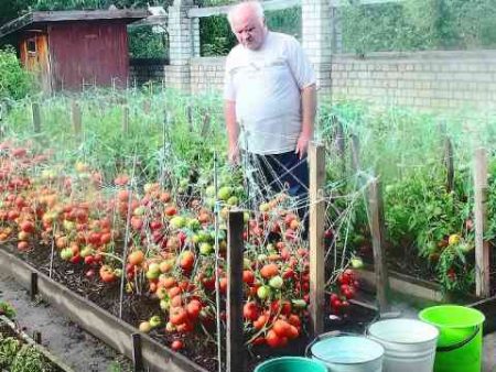 kako uzgajati rajčicu masnu