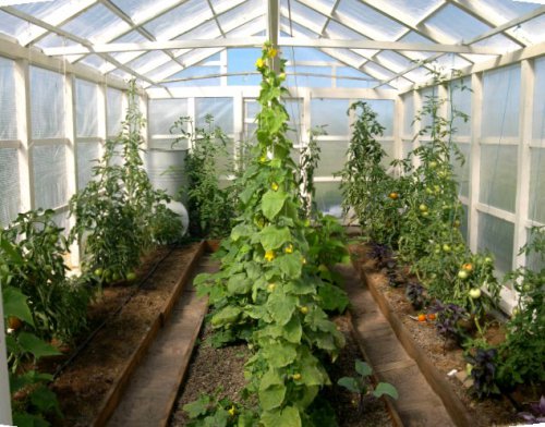 when to plant tomatoes in a greenhouse