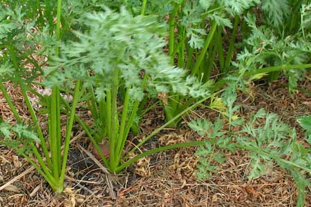 garden carrots