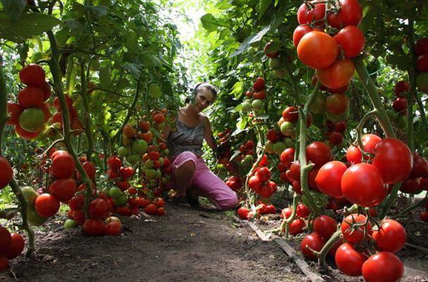tomatoes in a polycarbonate greenhouse