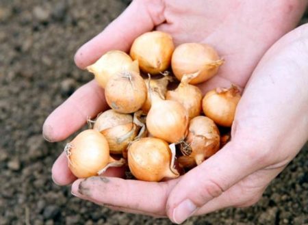 plant the onion on the head