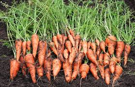 harvesting carrots