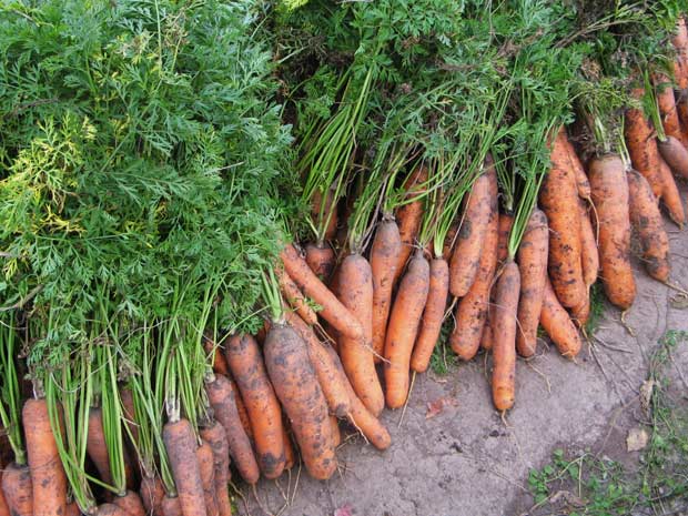 carrot care