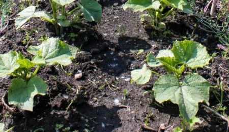 how to grow seedlings