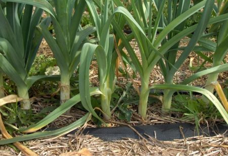 beds of leeks