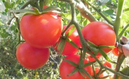 undersized varieties of tomatoes