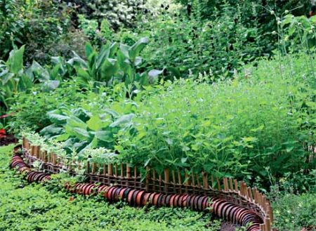 spicy herbs growing in the country