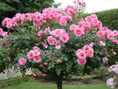 roses after winter