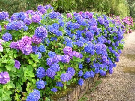 Outdoor hydrangea garden