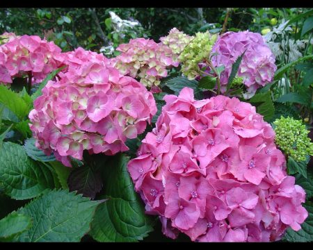 Hydrangea garden beautiful