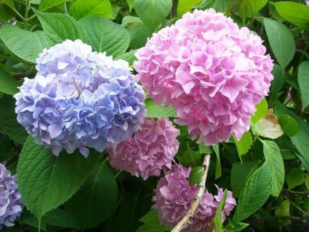 Hydrangea garden planting