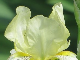 Why iris flowers do not bloom