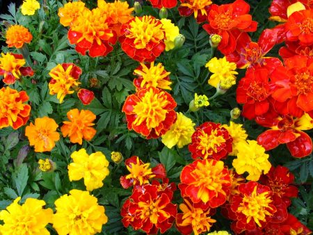 marigold cultivation