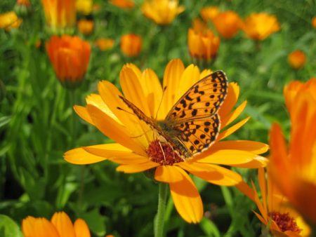 growing marigold from seeds