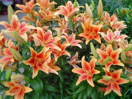 outdoor lily growing