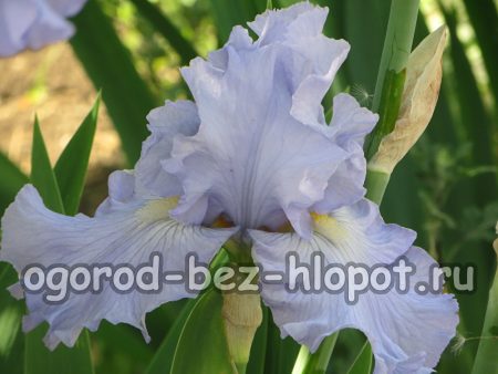 Why do not bloom irises in the garden