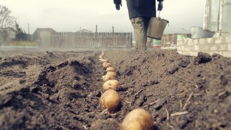 how to plant potatoes