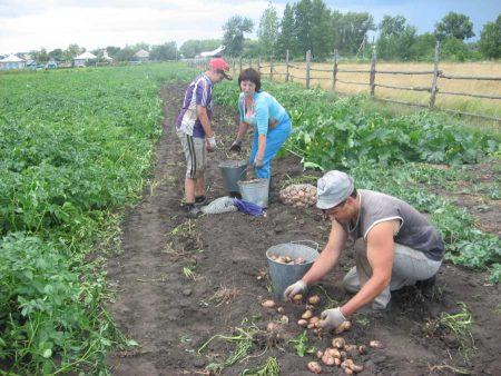 what distance to leave between tubers