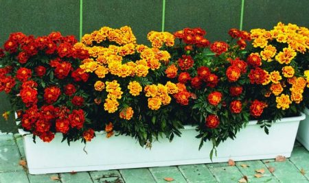 beautiful marigolds in the country