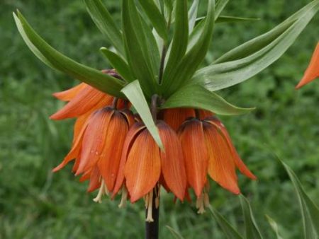 beautiful lilies in the open field
