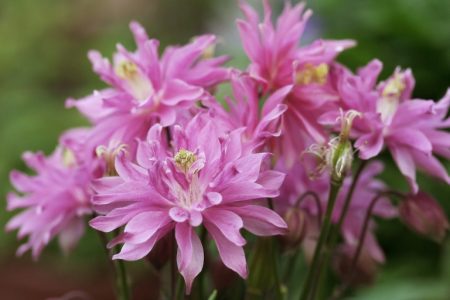 aquigelia planting and care