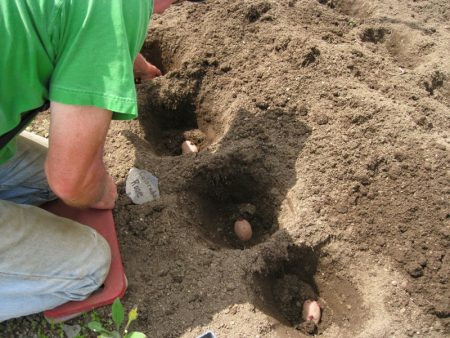 planting potatoes