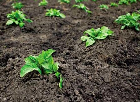 distance between potato tubers