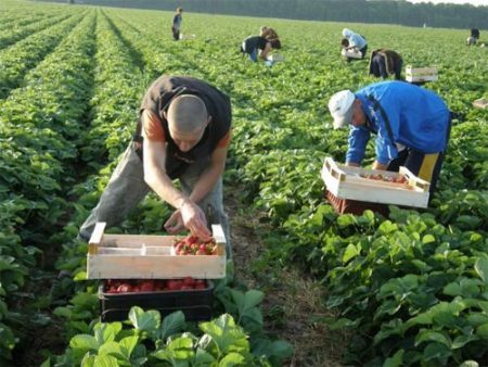 picking strawberries at a state farm
