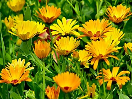 outdoor calendula care
