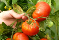 Tomato diseases and their treatment, photo