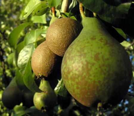 pear diseases