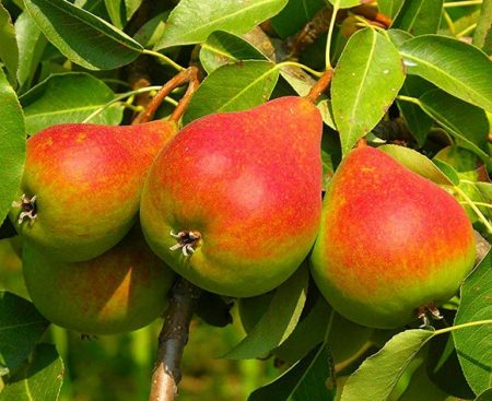 pear diseases and methods of controlling them