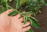 tomato diseases in seedlings
