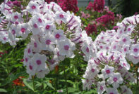 Phlox perennial: planting and care, photo