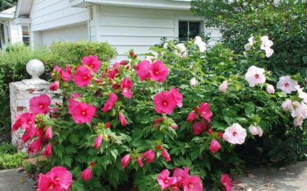 hibiscus syrian rose