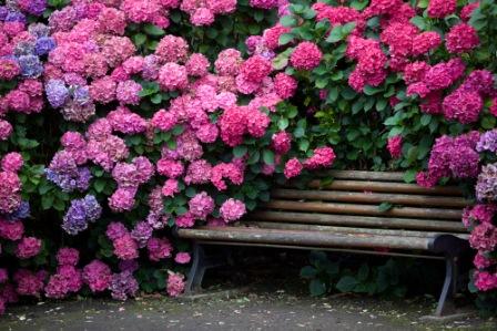 hydrangea