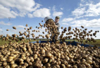 How to plant potatoes,