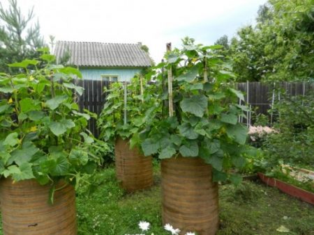 Cucumbers in a barrel, growing Ganichkina