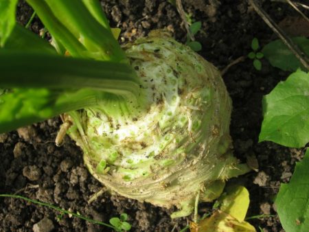 celery root