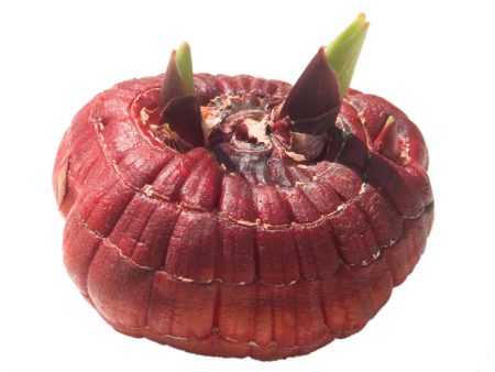 bulb preparation