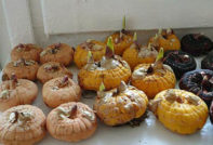 gladiolus bulbs preparation for planting