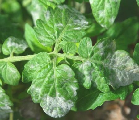 powdery mildew