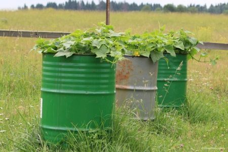 cucumbers in barrels