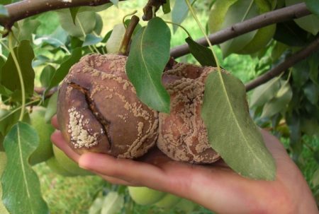 fruit rot