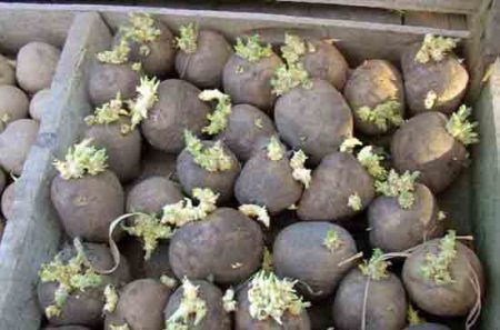 sprouted potatoes