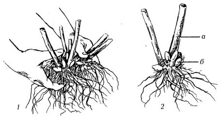 bush propagation