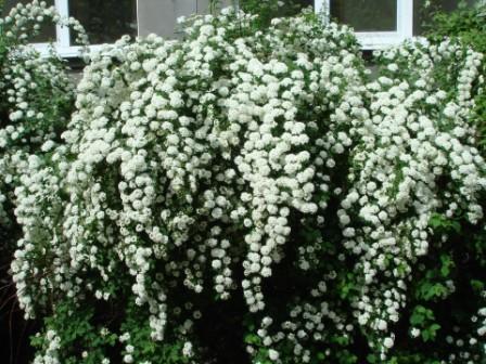 spirea